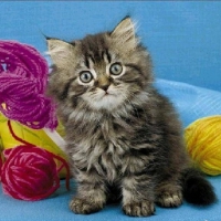 cute kitty with a strings