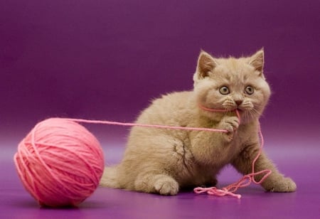 .... playing with a string.... - cat, animals, kitty, string, playing, cute