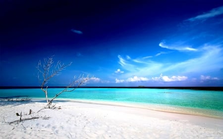 DEAD TREE on SANDY BEACH