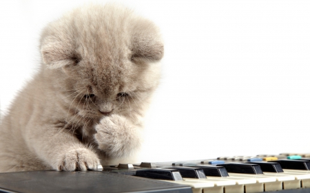 Piano cat :) - sleeping, beauty, cat face, hat, animals, sleepy, paws, face, pretty, cute, cat, kitty, lovely, kitten, cats, beautiful, sweet