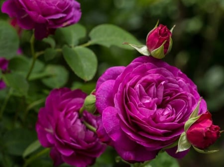 purple rose - flowers, purple, nature, beauty