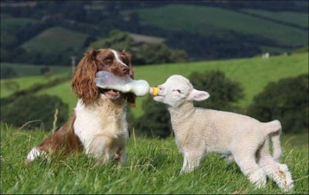 â™¥cuteâ™¥ - cool, animals, dog, lamb, cute