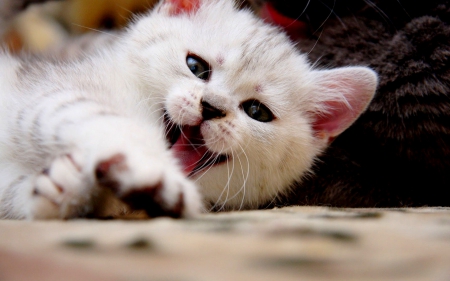 CHEERFUL KITTY - cat, white, cheerful, kitten