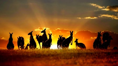 AUSTRALIAN SUNSET - Kangaroo, Sunset, Australia, rays