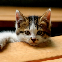 CUTE KITTY