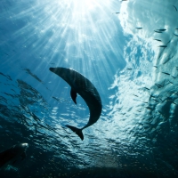 Rays under the ocean