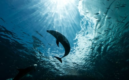 Rays under the ocean - HD, dolphins, nature, rays, mammals, cute, animals, wildlife, wild, wallpaper