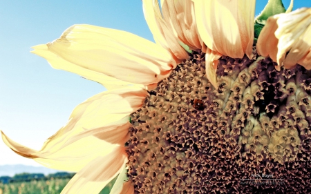 Sunflower - sunflowers, summer, ladybug, photography, HD, petals, bug, flowers, nature, animals, wallpaper