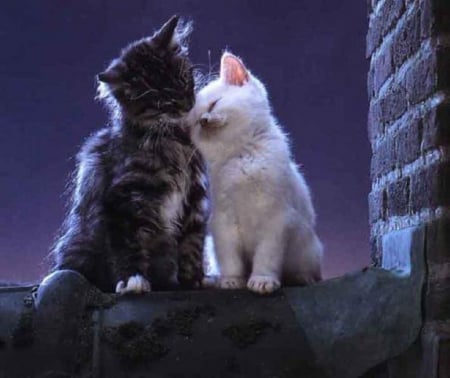 Kitties In Love - kittens, roof, cats, love, kitties