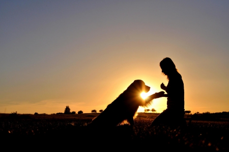 Sunset dog - puppy, animals, lovely, face, dog face, playful, pretty, beautiful, dogs, playful dog, sweet, cute, puppies