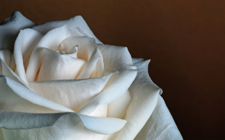 a White Rose - white, rose, pretty, grow