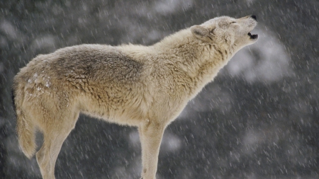 a Wolf Howling in the Winter - in, howiling, wolves, winter, cute, the