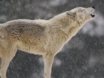 a Wolf Howling in the Winter