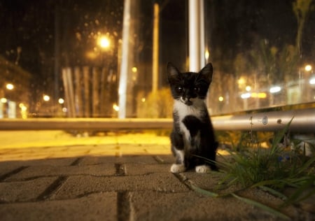 Cat - sleepy, cute, beautiful, cat, sleeping, kitty, cats, hat, cat face, paws, face, animals, pretty, beauty, sweet, kitten, lovely