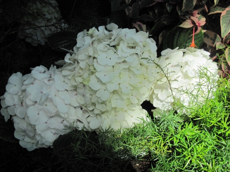 flowers in the mix 69 - white, photography, green, flowers, hydrangeas, garden