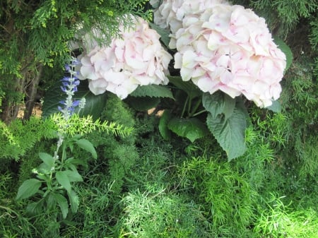 flowers in the mix 74 - hydrangeas, white, garden, flowers, photography, green