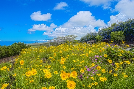 Exquisite field of flowers in garden overlooking sea Hawaii