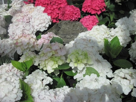 flowers in the mix 84 - hydrangeas, white, red, garden, flowers, photography, green