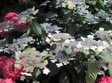 flowers in the mix 85 - hydrangeas, red, flowers, photography, green