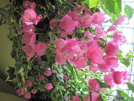 flowers in the mix 90 - Flowers, garden, green, photography, pink