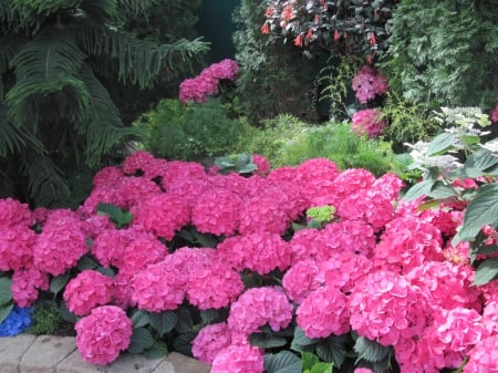 flowers in the mix 91 - red, photography, green, flowers, hydrangeas, garden