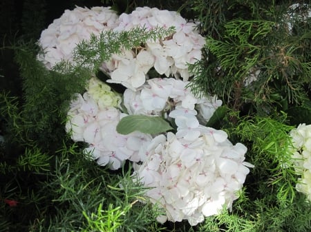 flowers in the mix 96 - hydrangeas, white, garden, flowers, photography, green