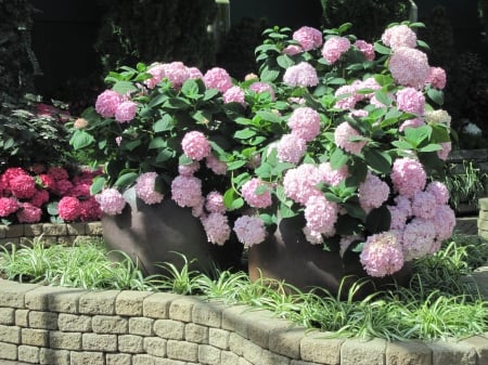 flowers in the mix 97 - Flowers, garden, red, photography, hydrangeas, pink