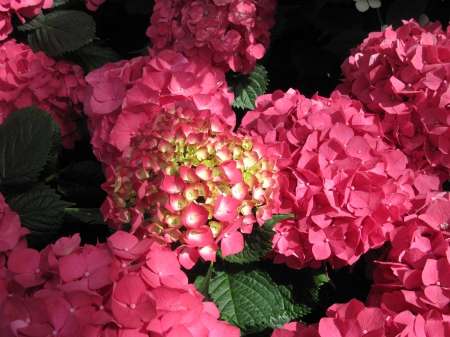 flowers in the mix 99 - red, photography, green, flowers, hydrangeas, garden