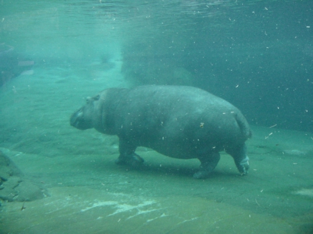 hippo - waterpig, zoo, underwater, hippo