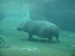 hippo