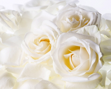 White Roses - white, wow, roses, pretty