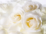 White Roses