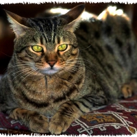 Green-eyed Gray Tabby 