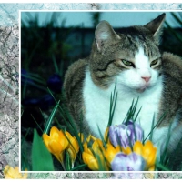 Tabby in the Flowers 