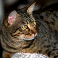 Gray Tabby Cat 