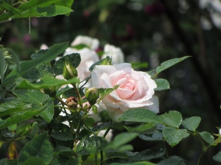 a Pink Rose Growing outside - outside, pink, rose, grow