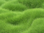 Green grass