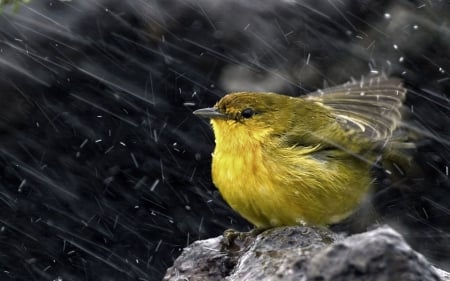 Oriolus Chinensis - rain, water, wet, black, bird, yellow, feather, oriolus chinensis, cute