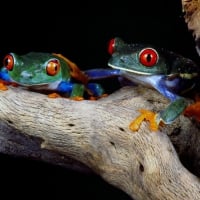 Cute frogs