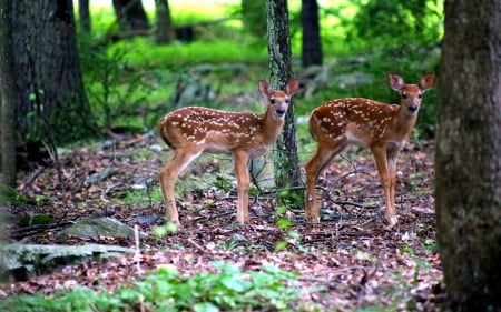 Two Fawns in a Forest - Trees, Forest, Animals, Fawns