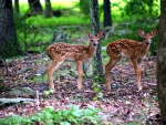 Two Fawns in a Forest