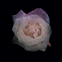 real, painted, silk - roses are still beautiful
