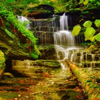 Forest waterfall