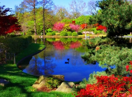 Colors near pond - pretty, calm, quiet, blossoms, summer, grass, spring, forest, reflection, flowering, swans, shore, lake, nice, trees, beautiful, pond, colors, lovely, freshness, blooming, colorful, nature, serenity, ducks