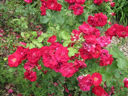 Flowers mid-summer 07 - Red, Flowers, garden, green, photography, Roses