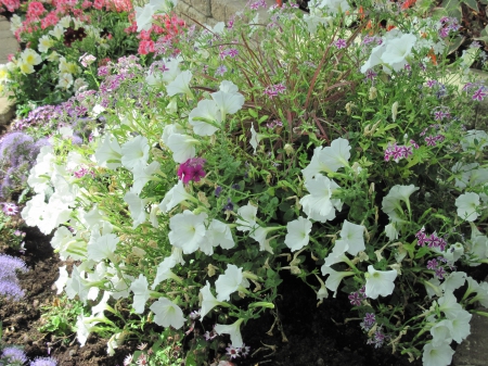 Flowers mid-summer 10 - Flowers, garden, green, photography, Petunias, White