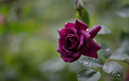 purple rose - morada, water, wet, rose, purple, pretty, beautiful, pink, drop, green, rosa, flower