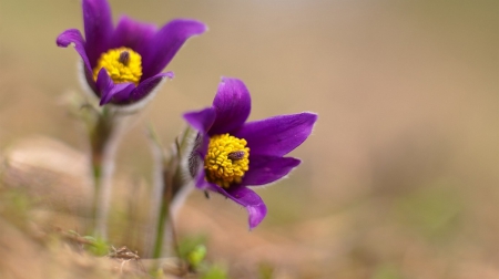 Beautiful Color - flower, purple, yellow, two