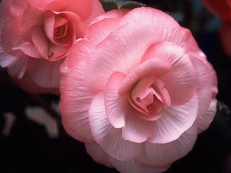 Perfect pink - beauty, bloom, pink, rose, flower