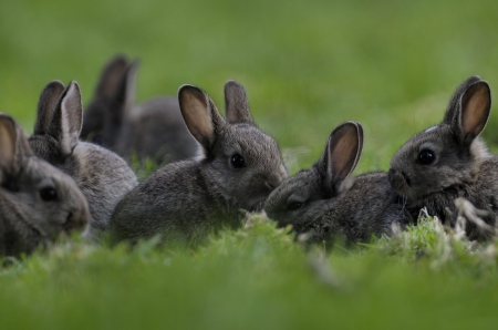 *** Rabbits *** - grass, animal, rabbits, animals